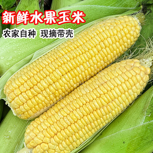 云南金银水果玉米9斤甜嫩玉米新鲜脆棒子糯生吃包谷蔬菜整件包邮