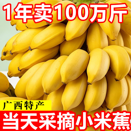现摘小米蕉5斤整箱自然熟