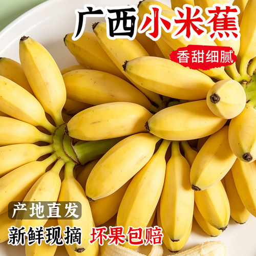 正宗广西小米蕉香蕉9斤新鲜水果整箱当季鲜苹果蕉自然熟粉蕉包邮