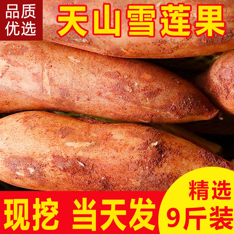 2026年新果精品新鲜云南天山黄肉雪莲果新鲜水果脆甜多汁9斤包邮