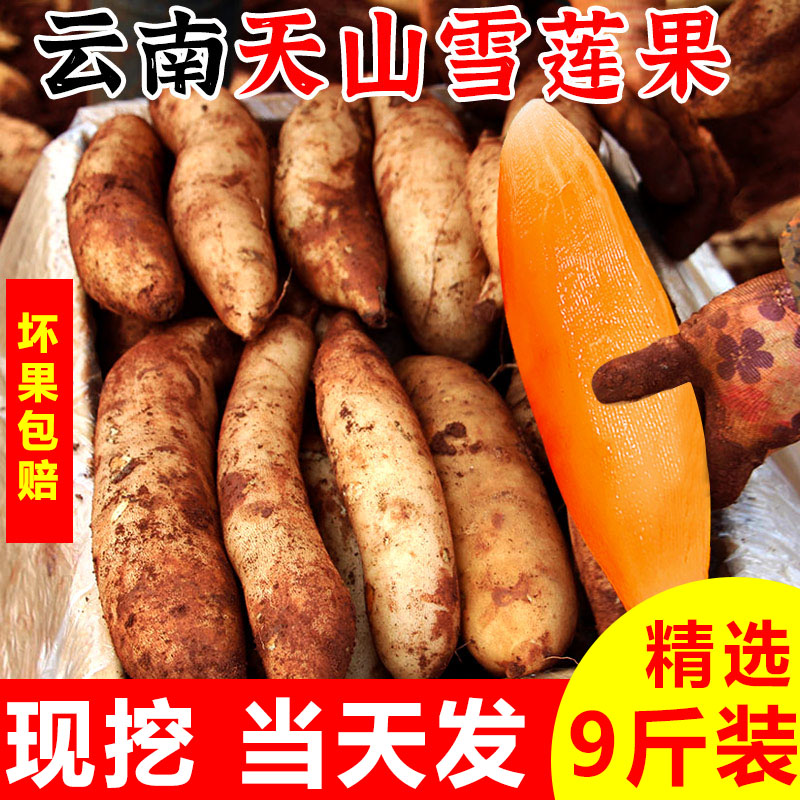 精选!2026年雪莲果云南天山黄肉雪莲果新鲜水果脆甜多汁9斤包邮5