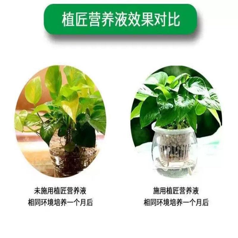 极速植物营d养液通用型绿植僵苗黄叶急救土培水培盆栽花卉花肥液