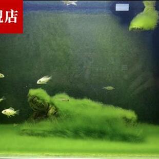 新品短绒藻长绿种藻藻种藻石球绿C绿藻苏虾藻藻绒鱼缸藻绿苔水草