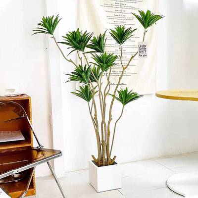 新品百合竹大型公绿植盆栽室内客厅办净室金边造型U化空气好养观