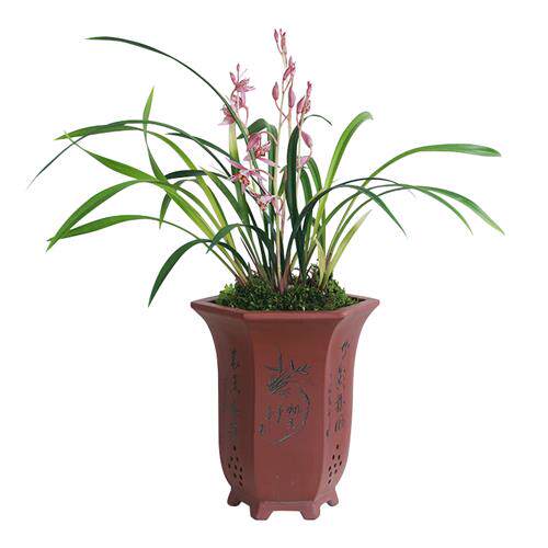 新品建兰兰花苗四季红三娘浓香卉盆景栽土绿O带草植物名贵花苞春