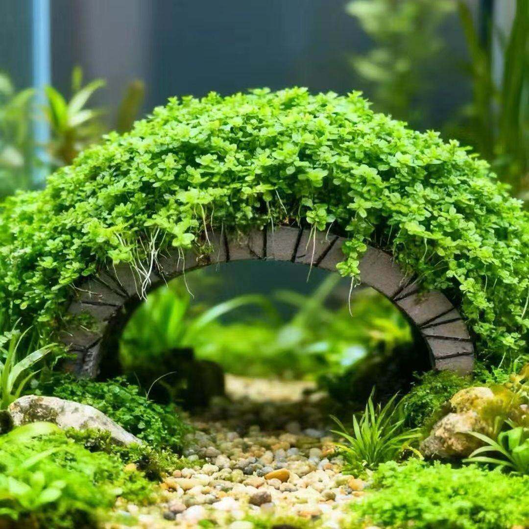 阴性淡水速成懒人水草趴地矮珍珠拱桥鱼缸增氧造景活体真水草