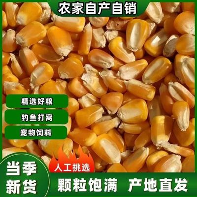 10斤包邮新货农家老式干玉米粒