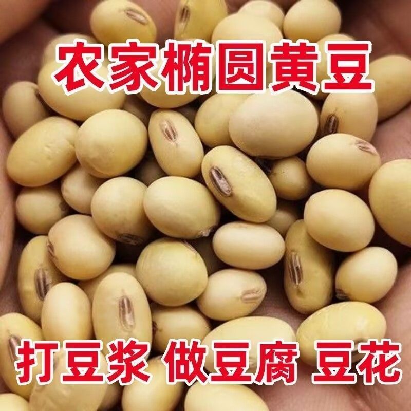 当季新鲜椭圆形乡下农家大豆自家种植老品种土黄豆黑脐笨黄豆批发