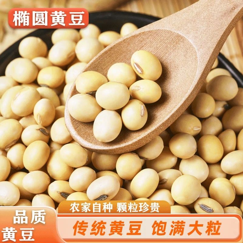 今年新鲜椭圆笨黄豆农家种植老品种土黄豆炖菜打豆浆豆腐专用清仓