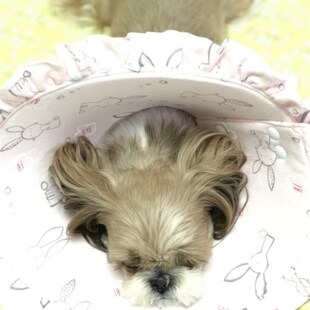 Lazy Pet韩国宠物猫狗可爱兔L子印花轻便舒适伊丽莎白圈