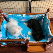 狗床特价 通用猫 床狗窝狗l狗床宠物床实木小中大型犬泰迪比熊四季