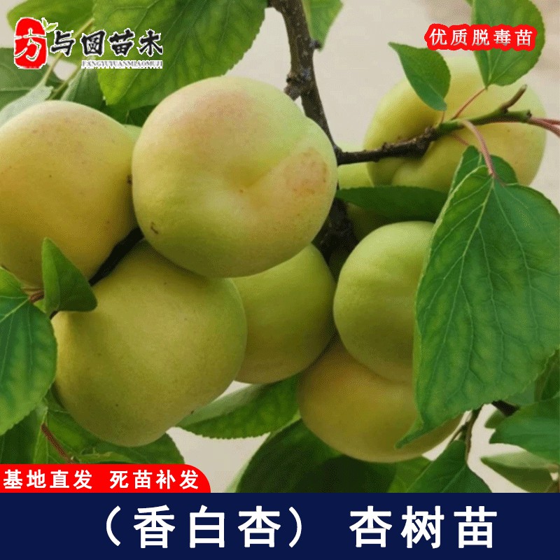 嫁接河北香白杏树苗耐寒大白杏子苗树庭院盆地栽种植果树当年结果