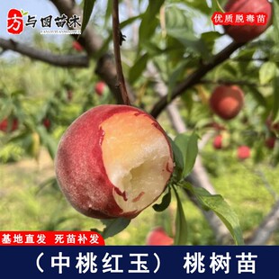 嫁接中桃红玉桃树苗早熟红桃苗盆栽地栽庭院种植果树果苗当年结果