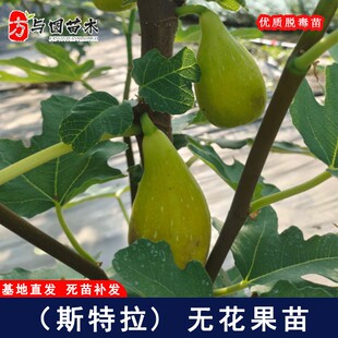 斯特拉无花果树苗特大糖心无花果苗耐寒南方北方盆栽地载当年结果