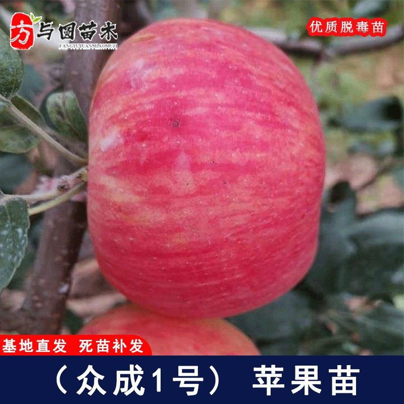 嫁接众成一号苹果树苗全红晚熟红富士苹果苗盆栽地栽苗当年结果
