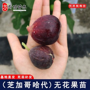 芝加哥哈代无花果树苗耐寒无花果苗盆栽地栽庭院种植当年结果