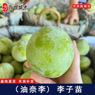 嫁接古田油奈李树苗特大黄肉李子树果苗南方北方庭院盆栽地栽果树