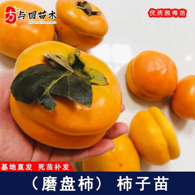 嫁接磨盘柿子树苗特大脆甜柿子树果苗庭院盆地栽种植果树当年结果