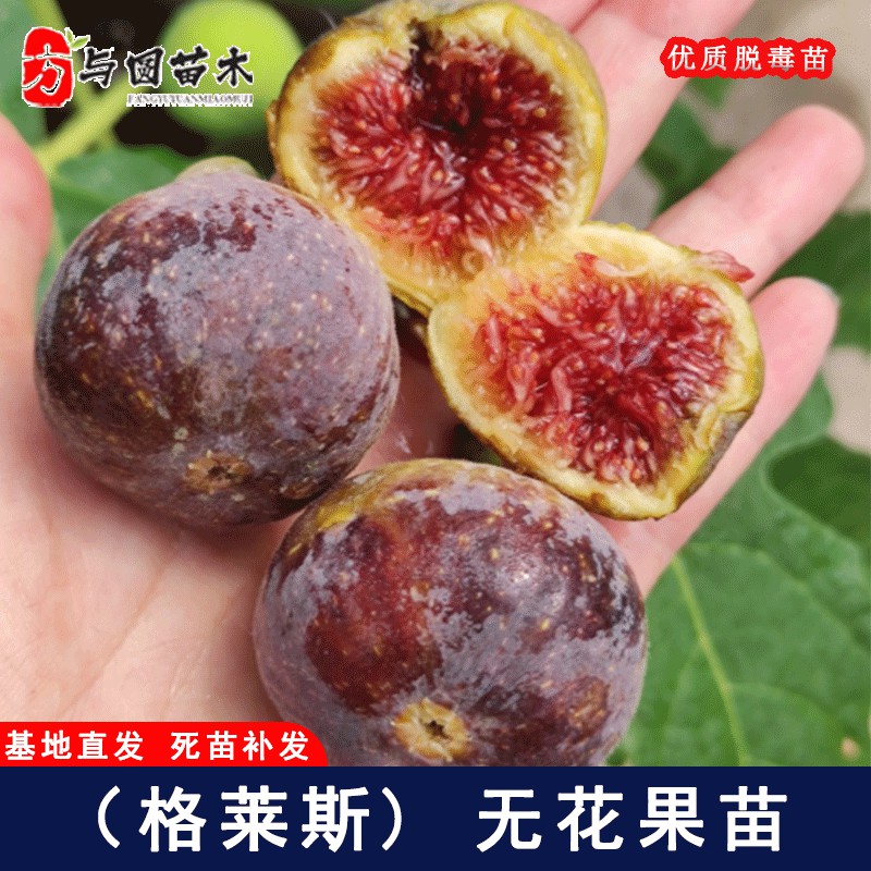 格莱斯无花果苗糖心水蜜桃无花果树苗盆栽地栽种植当年结果果树苗