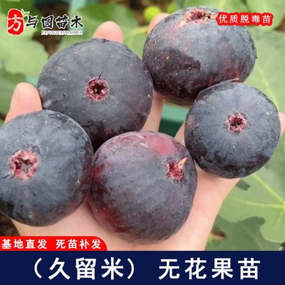 久留米无花果苗96米紫果糖心无花果树苗耐寒抗北南方种植当年结果
