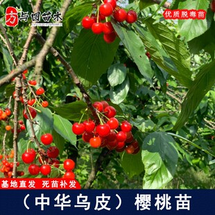 乌皮土樱桃树苗老品种中华土樱桃苗耐寒南方北方庭院种植当年结果