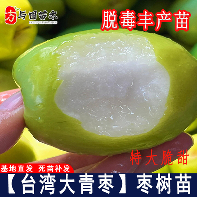 台湾大青枣树苗牛奶枣蜜丝枣树活苗大青枣苗北方南方种植当年结果