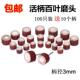 活柄百叶磨头砂布磨头砂纸轮百叶轮带柄页轮抛光轮3 15mm