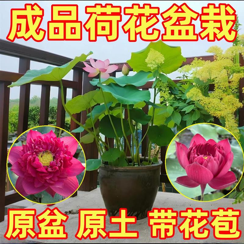 观赏荷花盆栽成品苗带花苞水养睡莲碗莲植物庭院池塘种植大型藕根