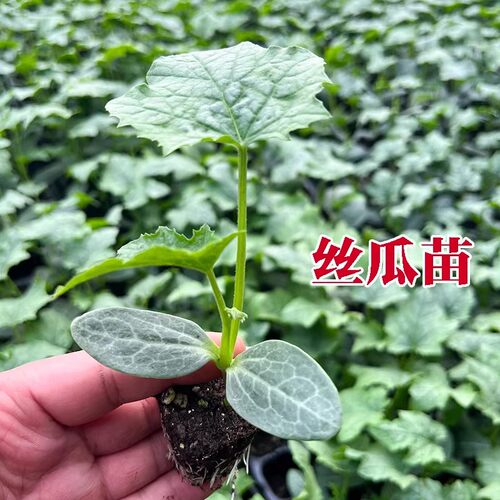 春季丝瓜苗种子新手易种绿叶盆栽