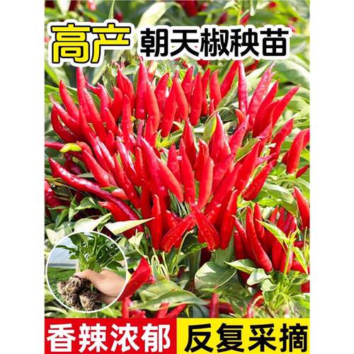 小米辣椒种苗秧四季种植爆辣特辣