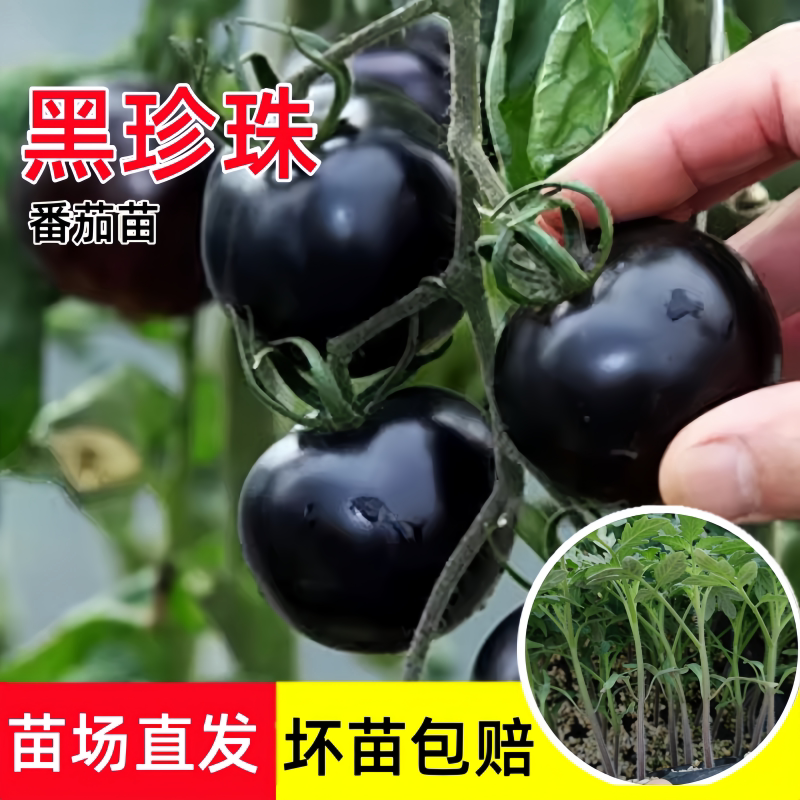 黑珍珠番茄苗秧苗樱桃小西红柿幼苗紫圣女果苗种子籽四季盆栽菜苗