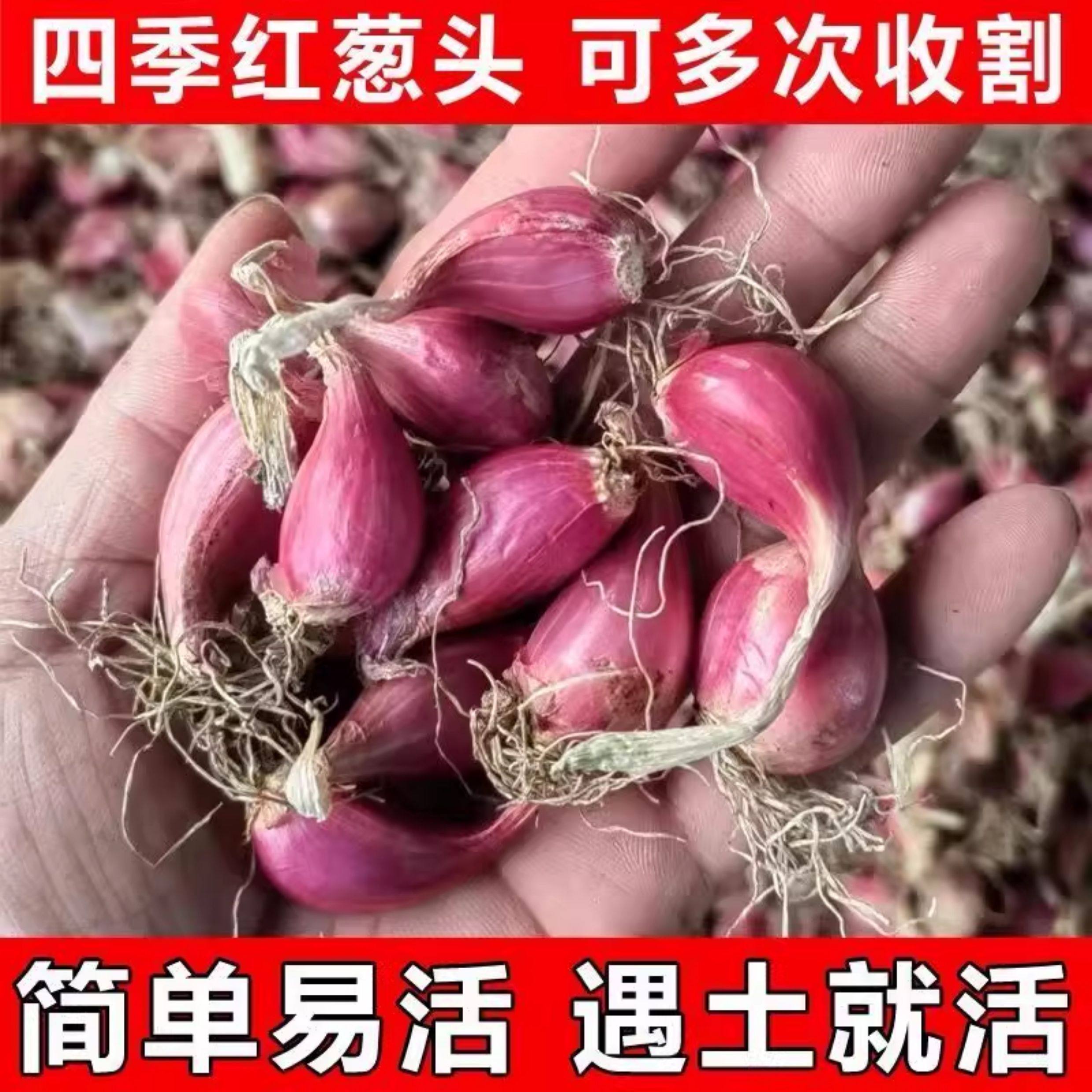 正宗农家红葱头小香葱庭院阳台盆栽种植老品种火葱头小香葱头红皮