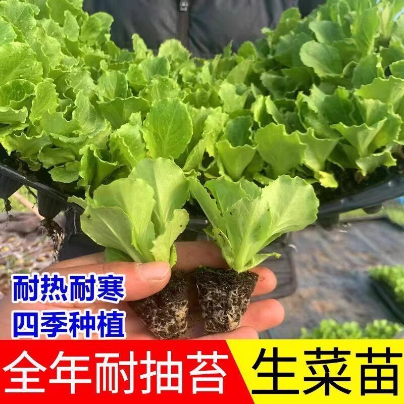 绿生菜秧苗菜苗带土生菜苗蔬菜苗耐热耐寒国产四季种植适合新手