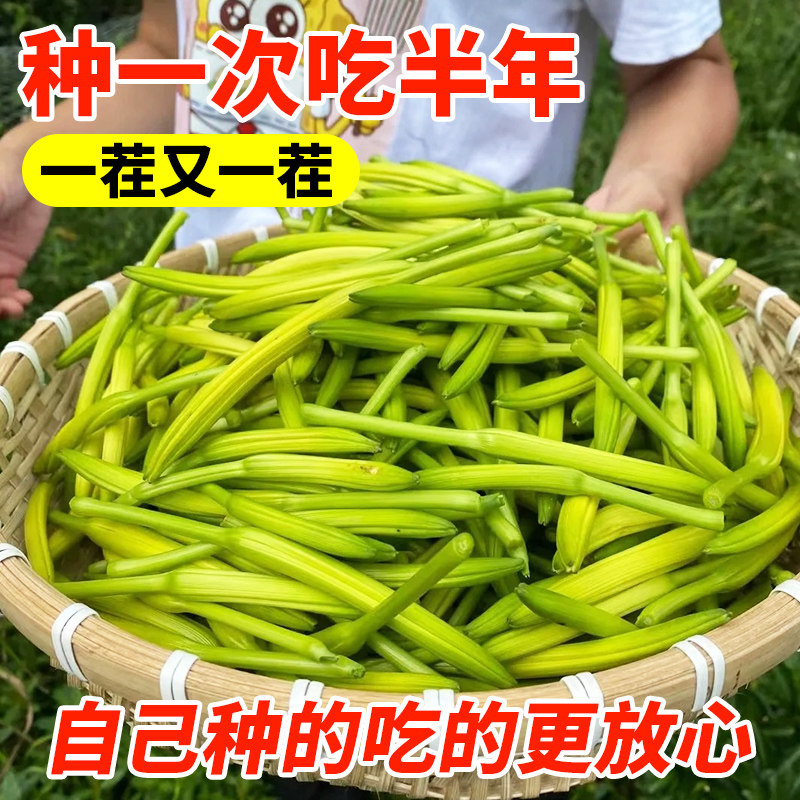 多年生食用黄花菜苗庭院四季种植图片