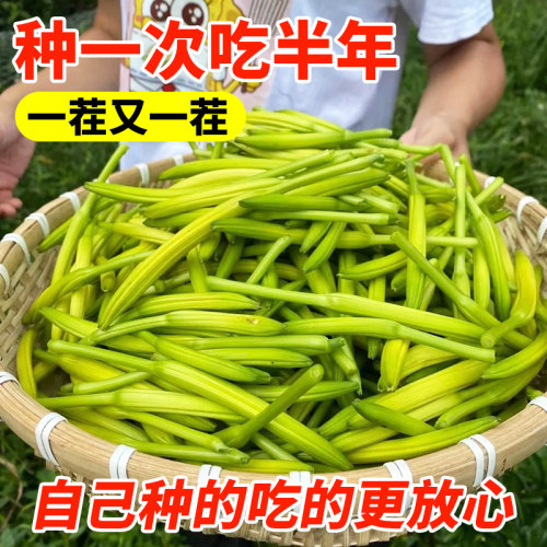 多年生食用黄花菜苗庭院四季种植