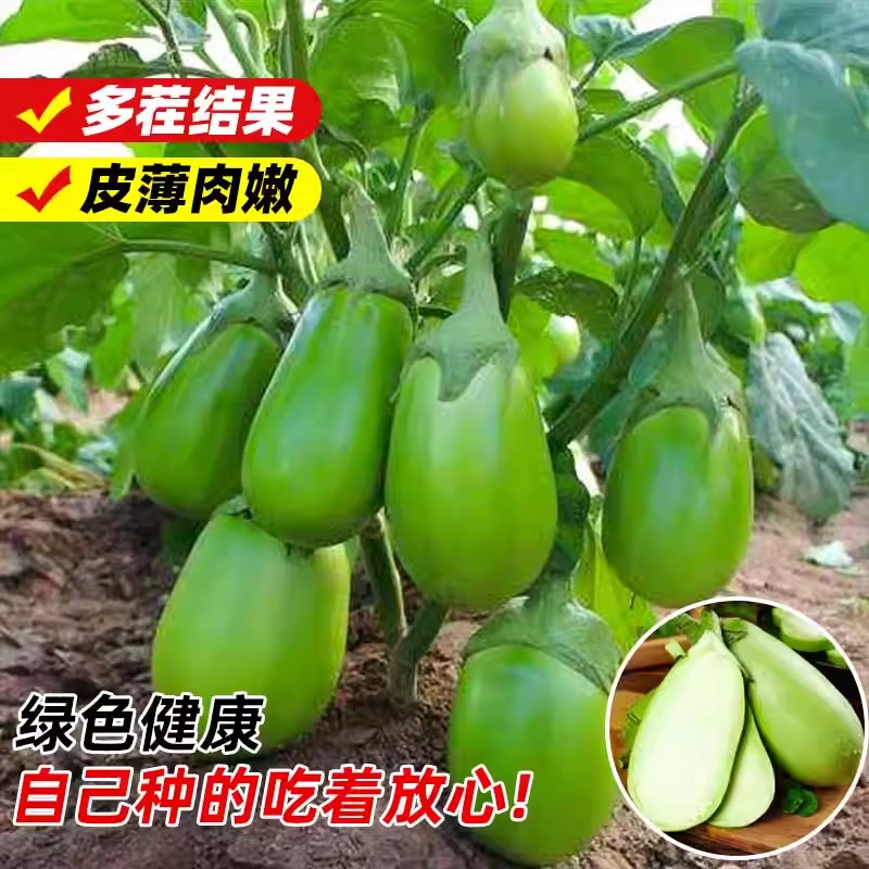 青圆茄种子高产抗病庭院阳台蔬菜青茄子苗秧苗绿圆茄子苗黑紫烧烤