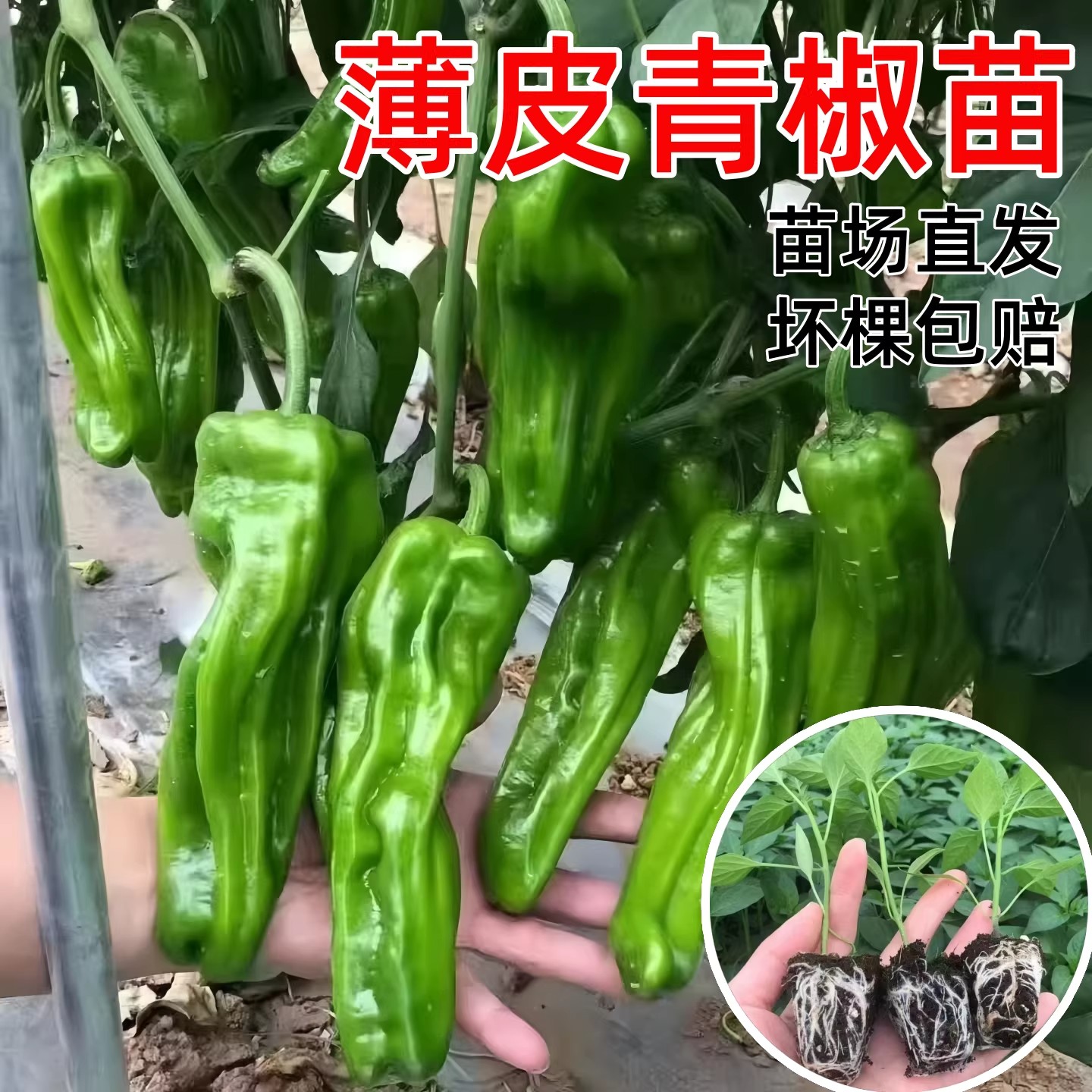 香辣薄皮椒苗高产辣椒苗青红椒阳台庭院种植四季大田大棚种植带土 - 实物图