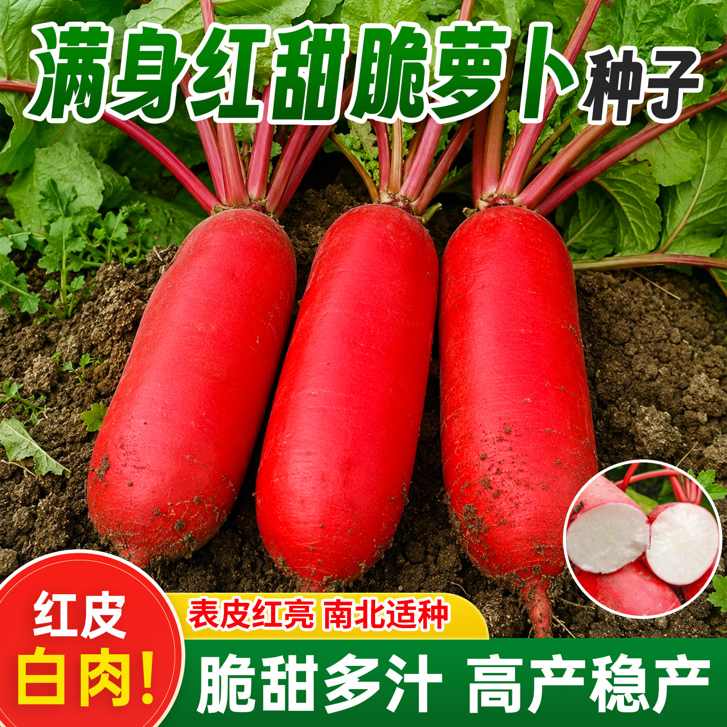 满身红甜脆萝卜种子红皮白肉多汁爽口抗病高产春秋播种农家蔬菜种