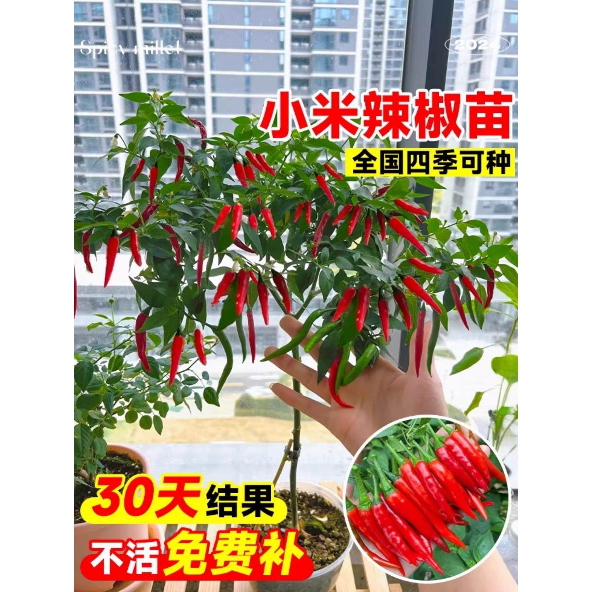 小米辣椒苗秧苗朝天椒四季盆栽螺丝薄皮青椒种籽树苗春蔬菜苗大全,鲜花速递/花卉仿真/绿植园艺,种苗/半成品盆栽,淘宝优惠券,粉丝福利购,淘宝优惠卷