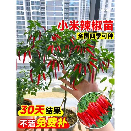 小米椒苗秧苗朝天椒四季盆栽庭院