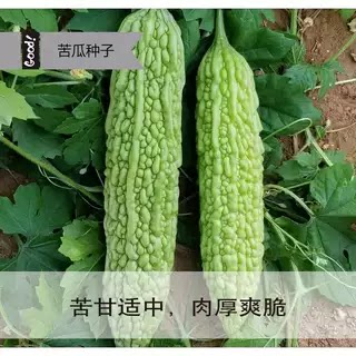 青绿苦瓜种子苦瓜苗绿长苦瓜耐热抗病带根南方种植适合新手