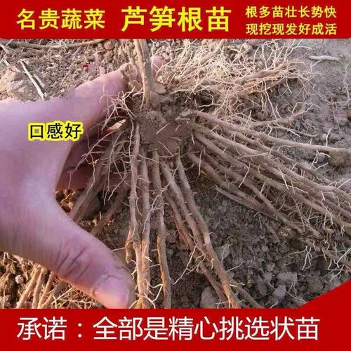 芦笋苗四季阳台盆栽种植