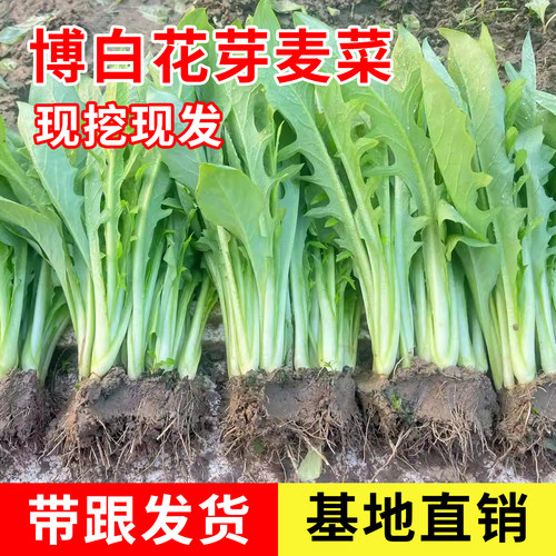 博白甜麦菜苗苦麦菜秧苗新鲜广西蔬菜苗带根泥发货花芽菜盆栽四季