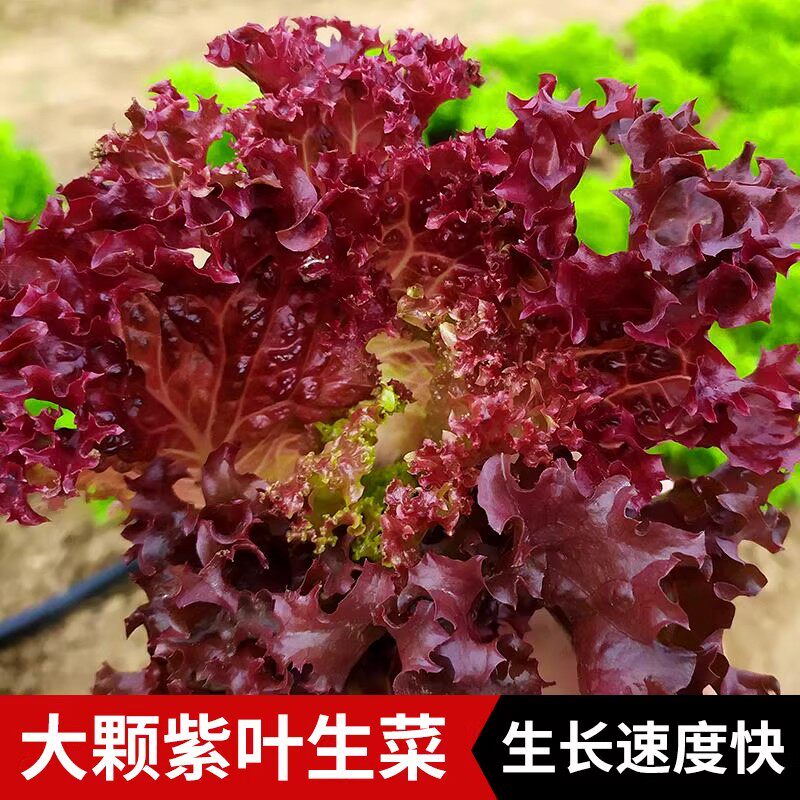 紫生菜苗秧带土球红皱结球奶油直立水培蔬菜苗四季盆栽