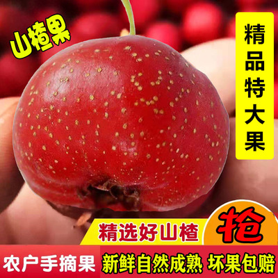 山楂山楂果新鲜5斤鲜山楂鲜果大山楂山里红果片冰糖葫芦专用山楂