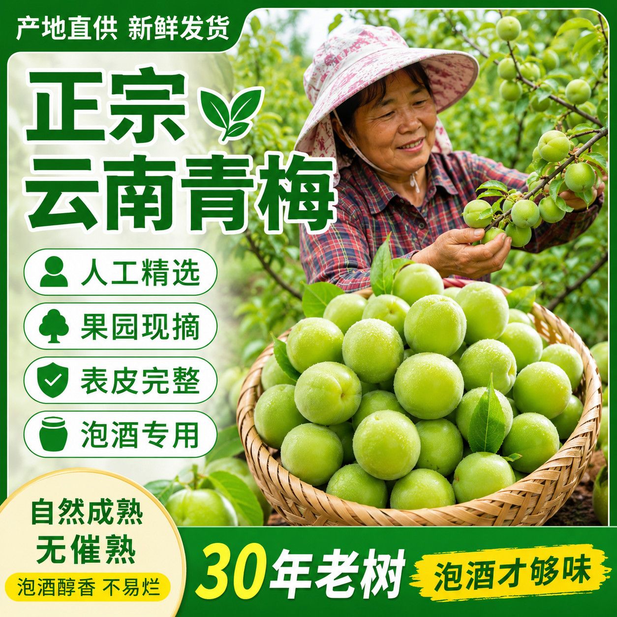 梅子新鲜现摘当季青梅新鲜青梅果泡酒现摘高山其他青梅水果