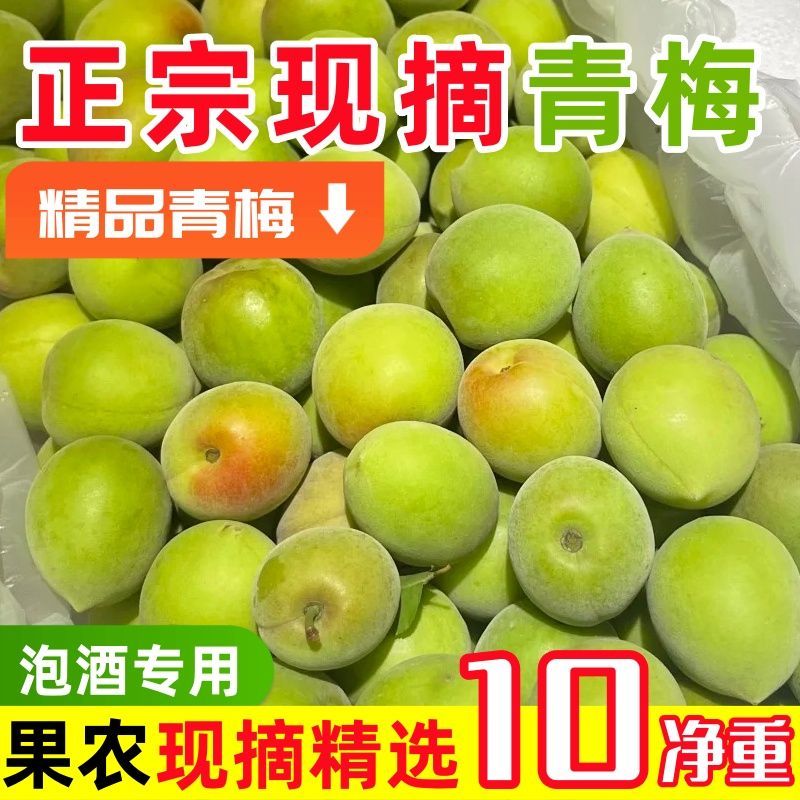 当季青梅新鲜青梅果泡酒胭脂梅现摘高山现摘其他青梅水果
