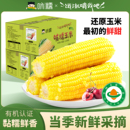 啃糯东北新鲜玉米有机黄糯玉米新鲜真空包装 甜糯现摘代餐即食8棒