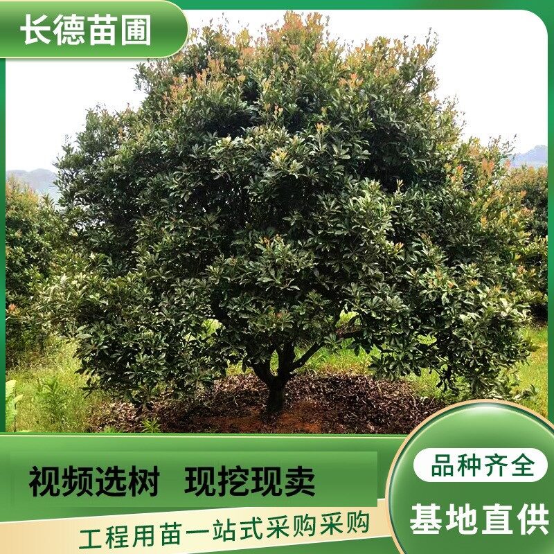 丛生杨梅常绿观赏性杨梅树街道庭院公园绿化树基地移栽高活性