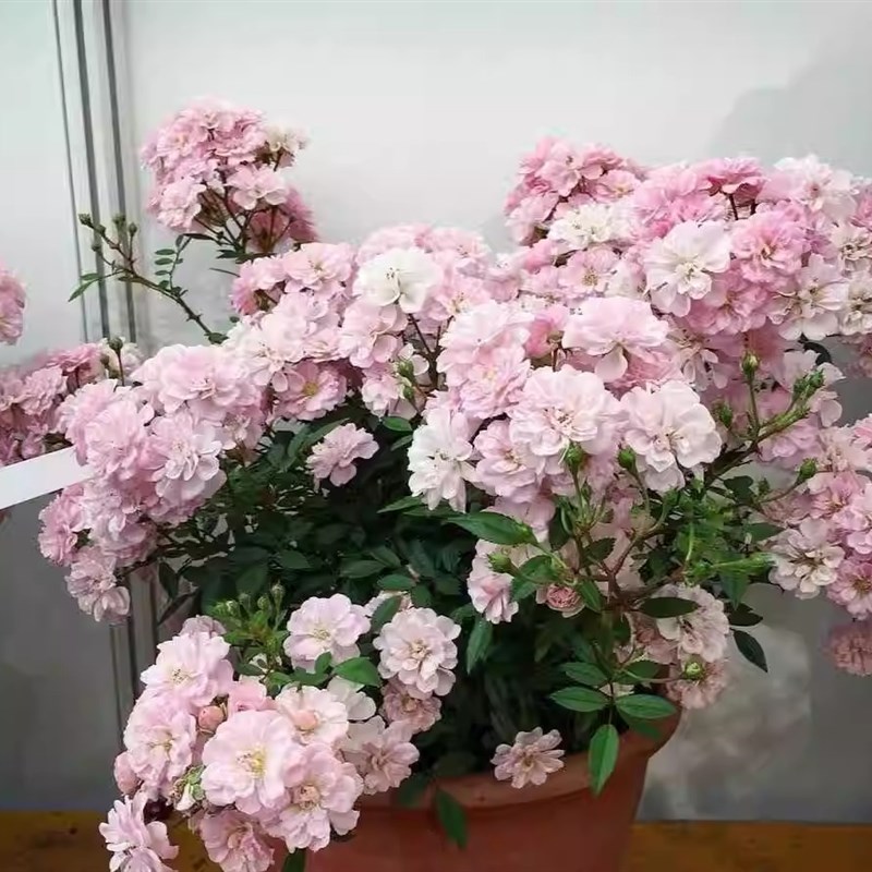 樱坂 樱贝 高提根月季盆景 抗病性好 花量大